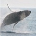 Bar Harbor Whale Watch Company - Offering several distinct whale watching, sightseeing, light house & nature trips which sail daily throughout the summer season. A must do when visiting Acadia National Park!