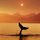 Bar Harbor Whale Watch - Whale Watching Tours.