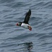 Bar Harbor Boat Tours - Come aboard the M/V Islander for a 3.5 hour cruise observing Puffins & Seabirds in their natural environment, and coastal Maine lighthouses. A highlight for families & groups.