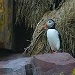 Bar Harbor Boat Tours - Come aboard the M/V Islander for a 3.5 hour cruise observing Puffins & Seabirds in their natural environment, and coastal Maine lighthouses. A highlight for families & groups.