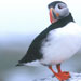 Bar Harbor Boat Tours - Join us for a 3.5 hour puffin & lighthouse cruise! Enjoy puffins flying by the boat and playing in the water. Featuring Petit Manan, Winter Harbor & Egg Rock lighthouses.