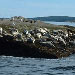 The Miss Samantha - Lobsta' Fishing/Seal Watching - Join us for a day of Lobster Fishing and Seal Watching! We'll haul lobster traps from the ocean floor, then head off to a small island to view harbor seals basking in the sun!