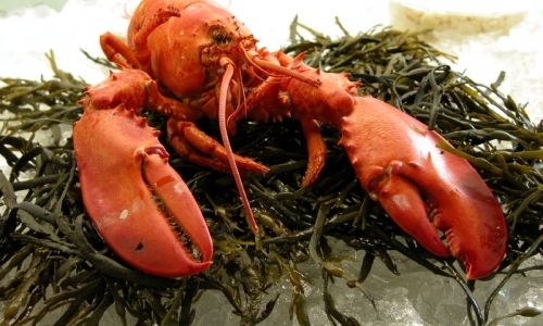 Bar Harbor Maine Dining