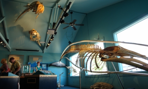Bar Harbor Whale Museum