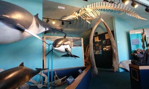 Bar Harbor Maine Whale Museum