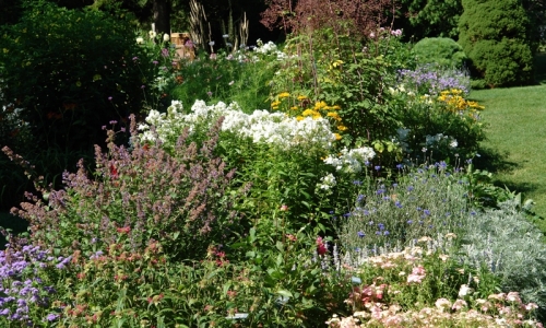 Thuya Garden