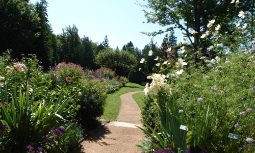 Bar Harbor Thuya Garden