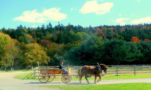 Wagon Ride Wildwood Stables Acadia