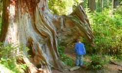 Hoh Rainforest Hoh Rainforest