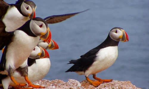 Bar Harbor Whale Puffin Cruises