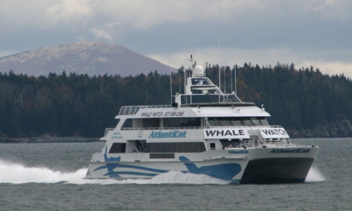 Bar Harbor Whale Watching Cruises