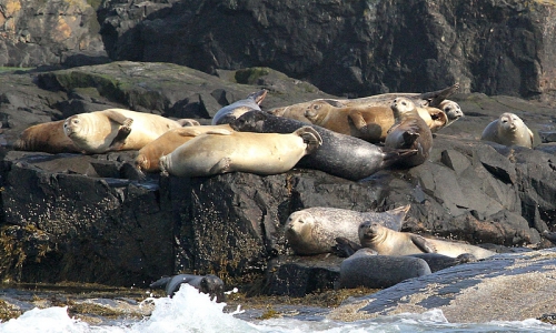 Bar Harbor Seals