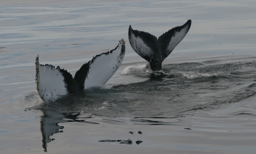 Bar Harbor Whale Watch