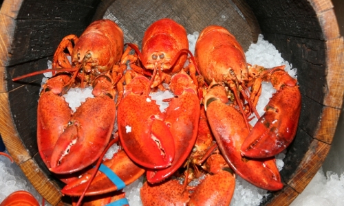 Maine Lobster