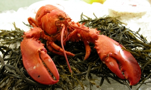 Ar Harbor Maine Lobster