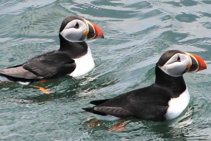 Bar Harbor Whale Watch Company — Bar Harbor, ME