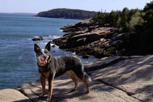 Raccoon Cove Hideaway | Waterfront Home Rental