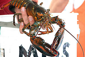 Bar Harbor Whale | Lobsta' Fishing/Seal Watching