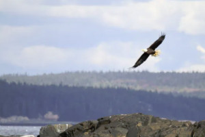 Scenic Catamaran Cruises around Acadia Shoreline