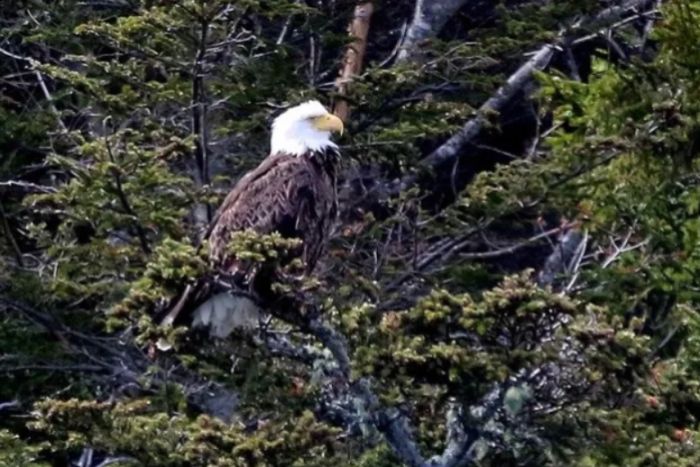 Bar Harbor Whale Watch Company — Bar Harbor, ME