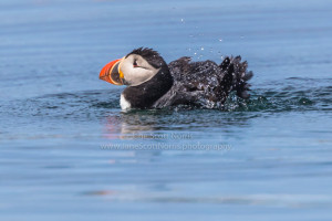Robertson Sea Tours Adventures