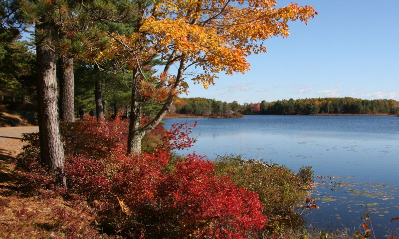 Carriage Road Trail Fall Foliage Acadia National Park Maine