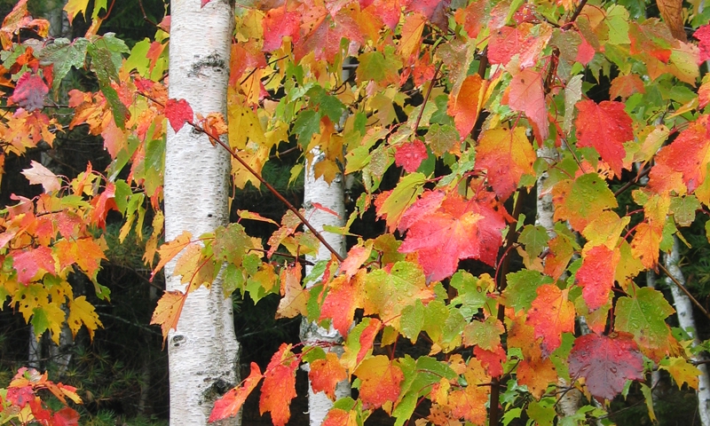 Fall Foliage Acadia National Park Maine Trees