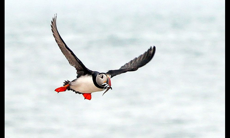 flyingpuffin.jpg