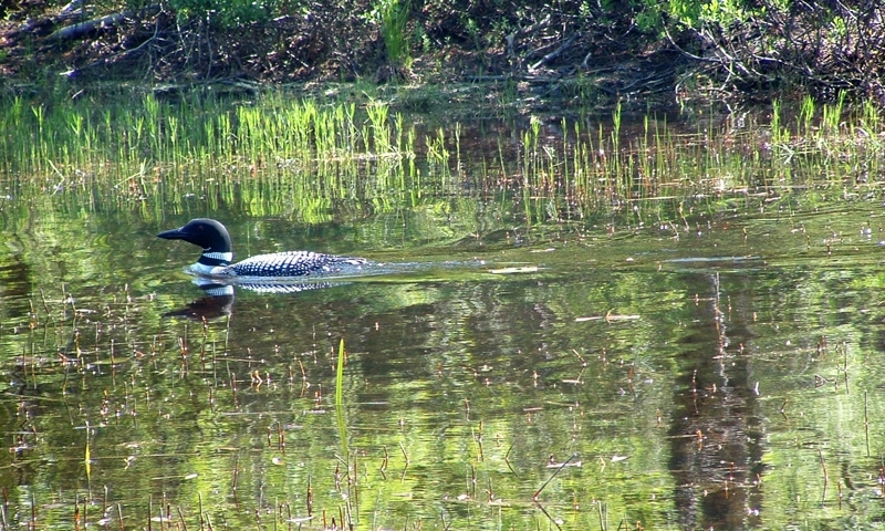 Loon Wildlife Echo Lake Acadia National Park Maine
