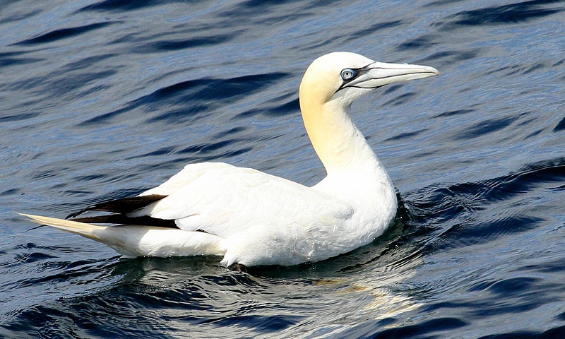 Birding in Bar Harbor Maine