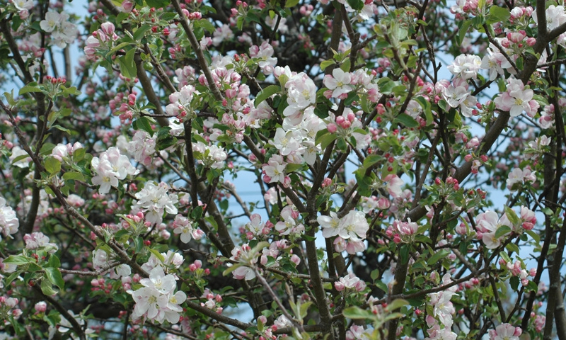 Blossoms in Acadia National Park