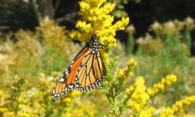 Monarch Butterfly Flowers Wildflowers Acadia National Park Maine