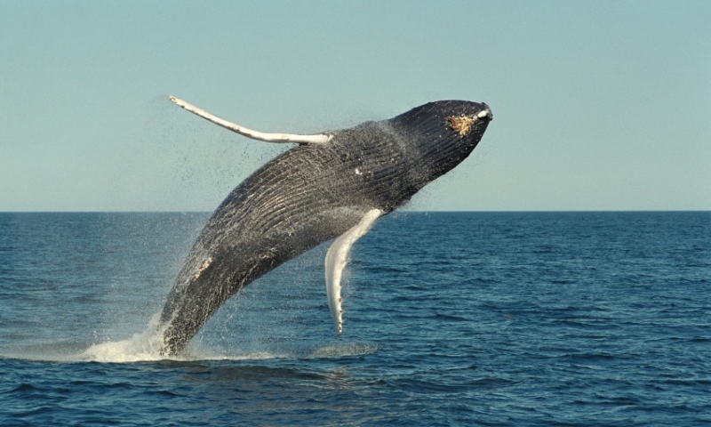 Acadia National Park Maine Humpback Whale Wildlife Ocean