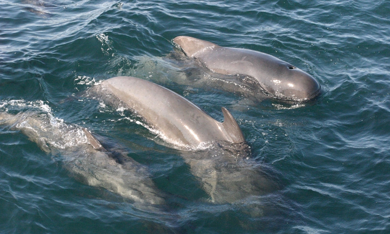 Dolphins near Bar Harbor Maine