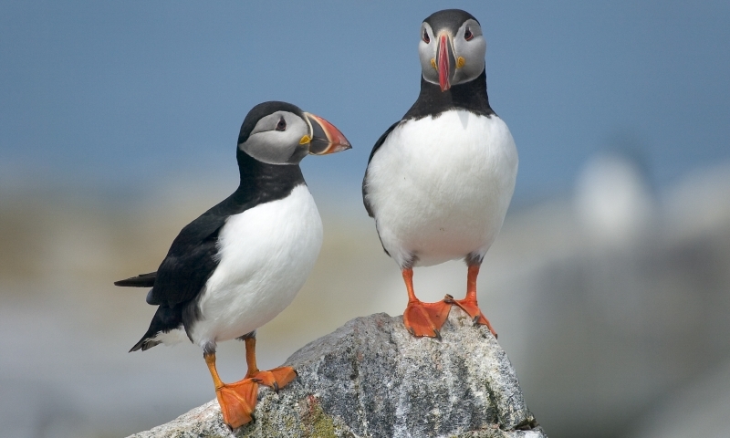 Atlantic Puffins Seal Machias Island Maine