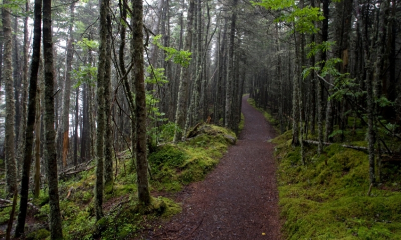 Quoddy Head State Park Maine Hiking Trail Hike