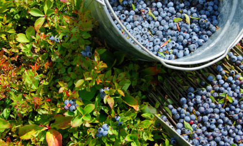 Maine Blueberries