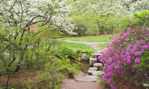 Spring Flowers