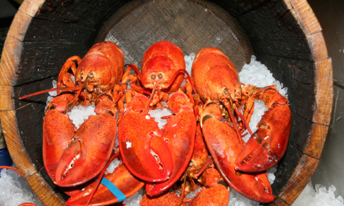 Maine Lobster