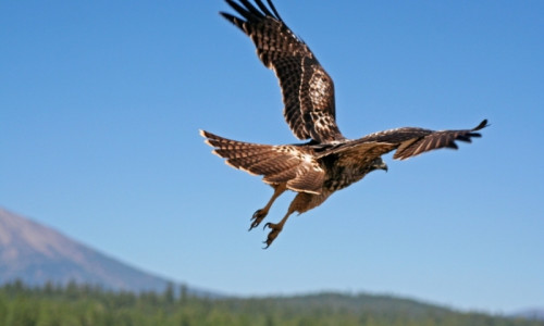 Bird Watching