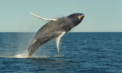 Whale Watching